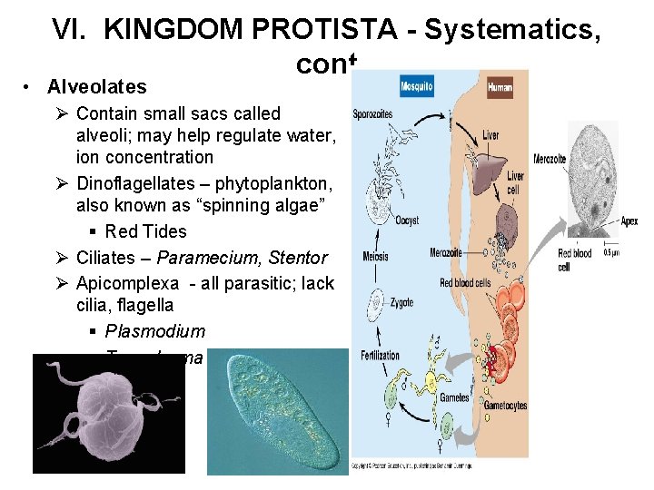 VI. KINGDOM PROTISTA - Systematics, cont • Alveolates Ø Contain small sacs called alveoli;