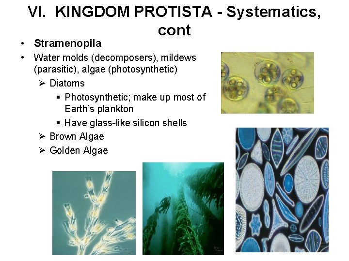VI. KINGDOM PROTISTA - Systematics, cont • Stramenopila • Water molds (decomposers), mildews (parasitic),