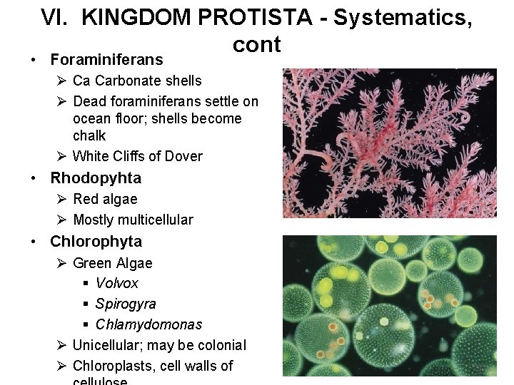 VI. KINGDOM PROTISTA - Systematics, cont • Foraminiferans Ø Ca Carbonate shells Ø Dead