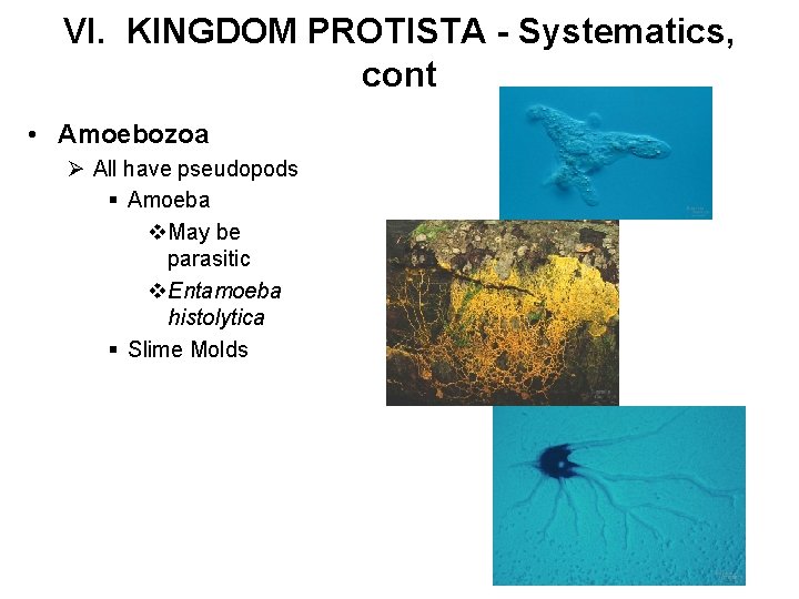 VI. KINGDOM PROTISTA - Systematics, cont • Amoebozoa Ø All have pseudopods § Amoeba