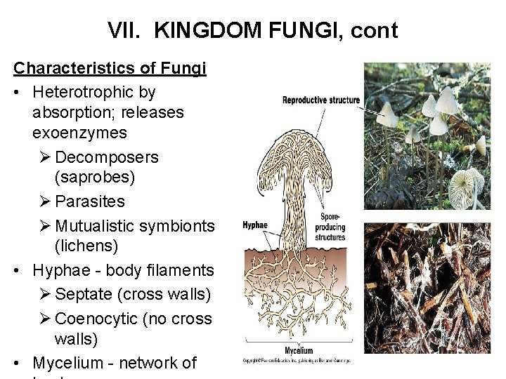 VII. KINGDOM FUNGI, cont Characteristics of Fungi • Heterotrophic by absorption; releases exoenzymes Ø