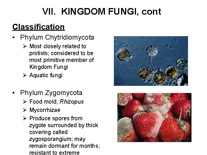 VII. KINGDOM FUNGI, cont Classification • Phylum Chytridiomycota Ø Most closely related to protists;