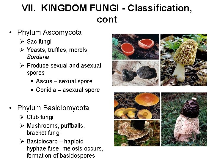 VII. KINGDOM FUNGI - Classification, cont • Phylum Ascomycota Ø Sac fungi Ø Yeasts,