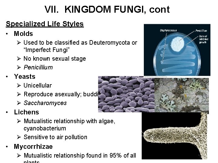 VII. KINGDOM FUNGI, cont Specialized Life Styles • Molds Ø Used to be classified