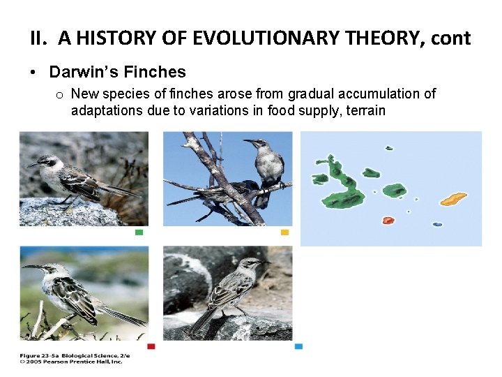 II. A HISTORY OF EVOLUTIONARY THEORY, cont • Darwin’s Finches o New species of