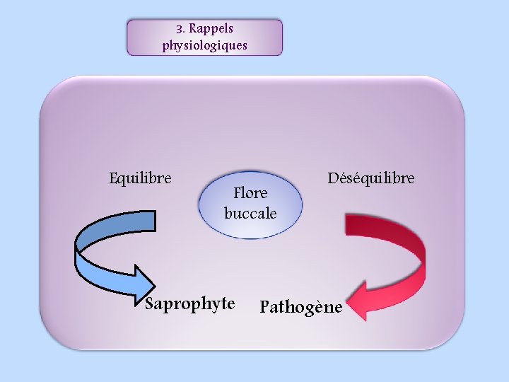 3. Rappels physiologiques Equilibre Flore buccale Saprophyte Déséquilibre Pathogène 