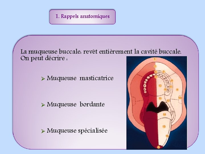 1. Rappels anatomiques La muqueuse buccale: revêt entièrement la cavité buccale. On peut décrire