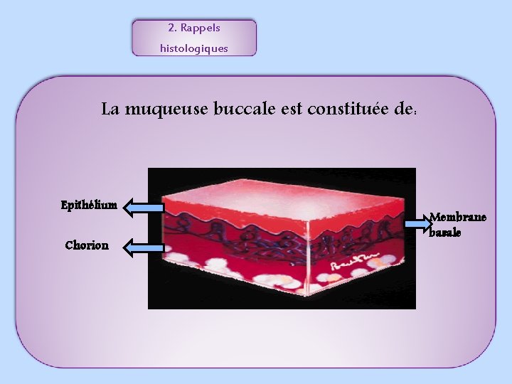 2. Rappels histologiques La muqueuse buccale est constituée de: Epithélium Chorion Membrane basale 