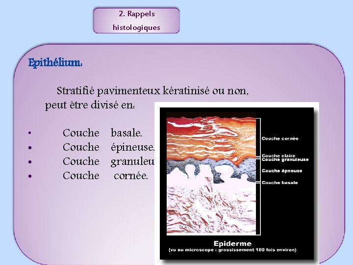 2. Rappels histologiques Epithélium: Stratifié pavimenteux kératinisé ou non, peut être divisé en: •