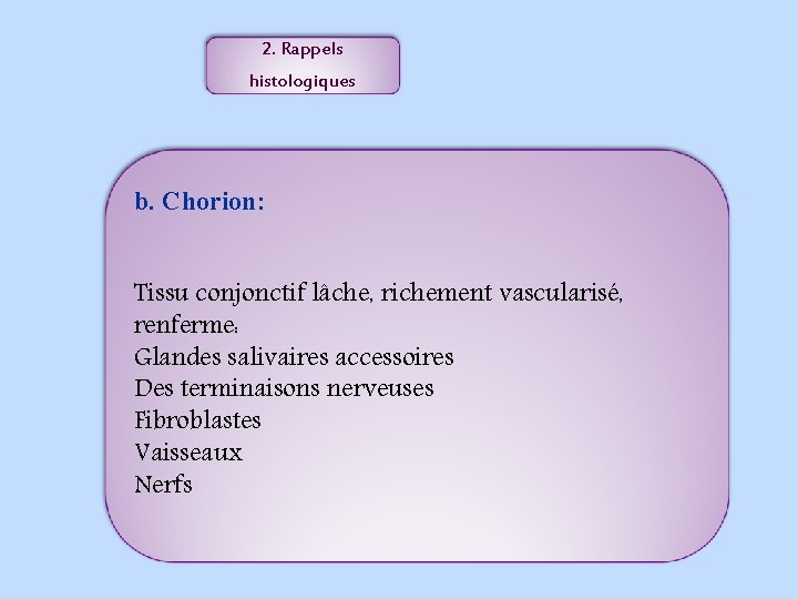 2. Rappels histologiques b. Chorion: Tissu conjonctif lâche, richement vascularisé, renferme: Glandes salivaires accessoires