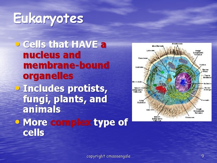 Eukaryotes • Cells that HAVE a nucleus and membrane-bound organelles • Includes protists, fungi,