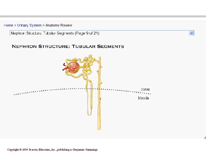 Copyright © 2004 Pearson Education, Inc. , publishing as Benjamin Cummings 