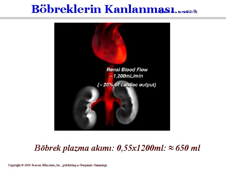 Böbreklerin Kanlanması (Adam Ana. Review 22 -8) Böbrek plazma akımı: 0, 55 x 1200