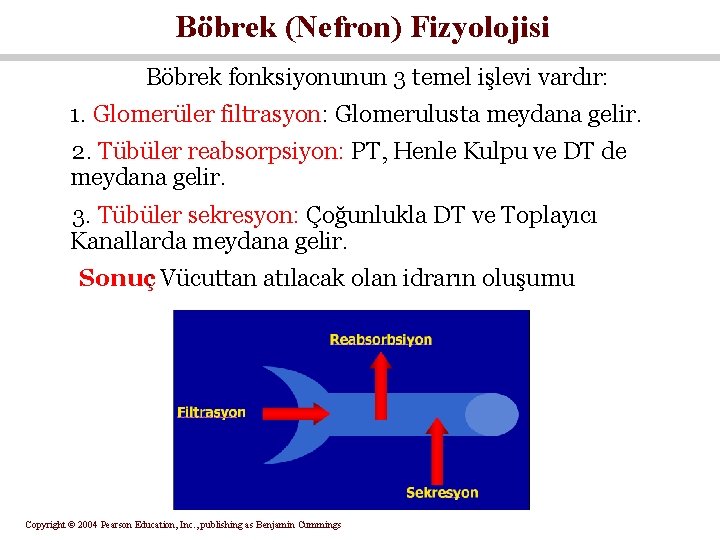 Böbrek (Nefron) Fizyolojisi Böbrek fonksiyonunun 3 temel işlevi vardır: 1. Glomerüler filtrasyon: Glomerulusta meydana