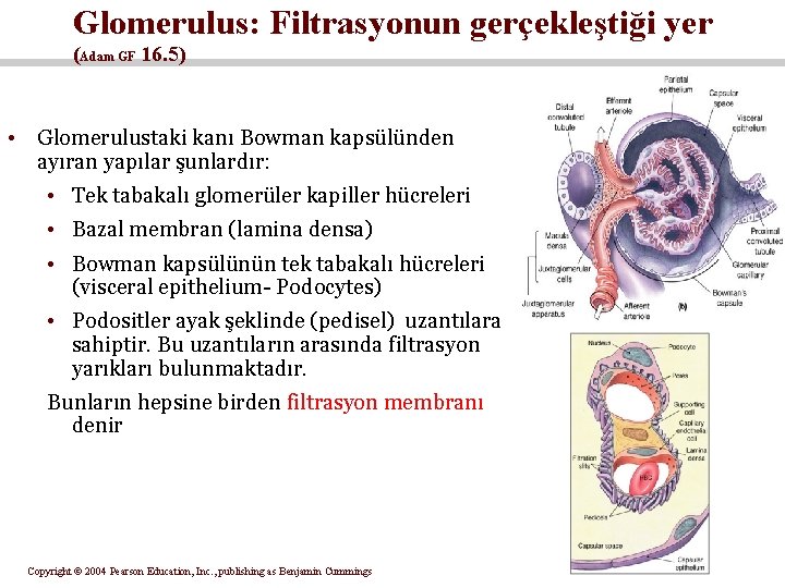 Glomerulus: Filtrasyonun gerçekleştiği yer (Adam GF 16. 5) • Glomerulustaki kanı Bowman kapsülünden ayıran