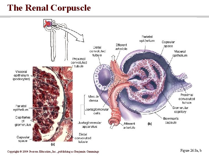 The Renal Corpuscle Copyright © 2004 Pearson Education, Inc. , publishing as Benjamin Cummings