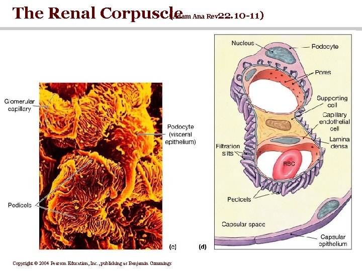 The Renal Corpuscle ( 22. 10 -11) Adam Ana Rev. Copyright © 2004 Pearson