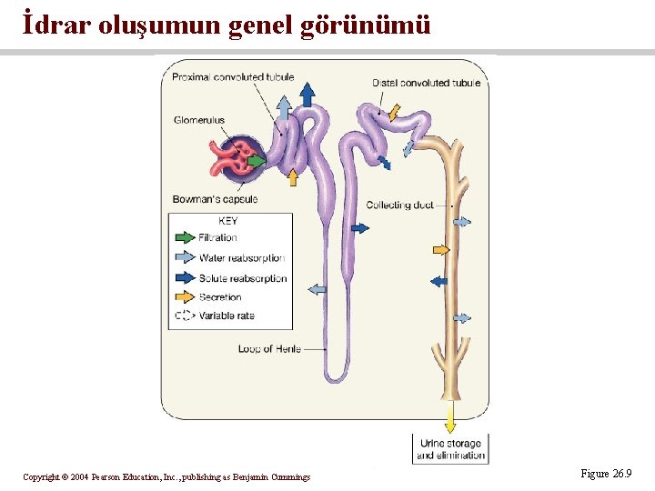 İdrar oluşumun genel görünümü Copyright © 2004 Pearson Education, Inc. , publishing as Benjamin