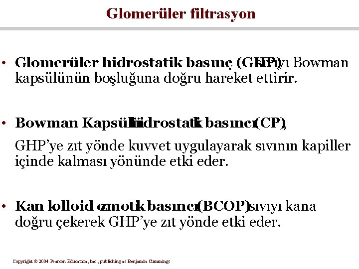 Glomerüler filtrasyon • Glomerüler hidrostatik basınç (GHP) sıvıyı Bowman kapsülünün boşluğuna doğru hareket ettirir.