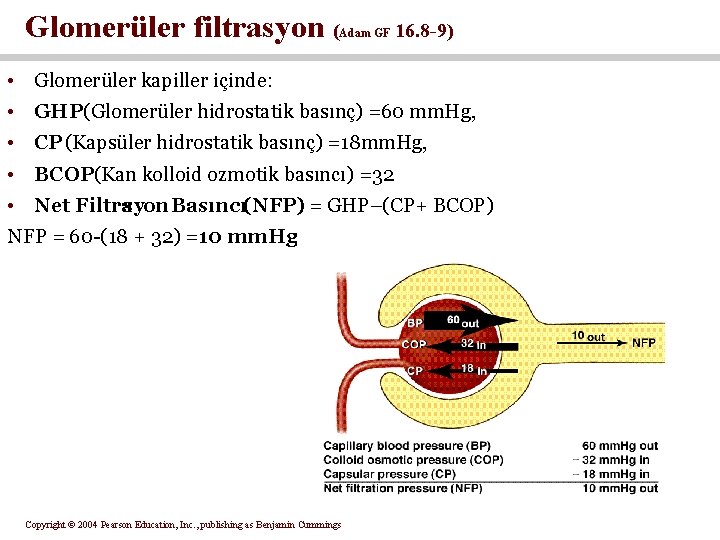 Glomerüler filtrasyon ( Adam GF 16. 8 -9) • Glomerüler kapiller içinde: • GHP(Glomerüler