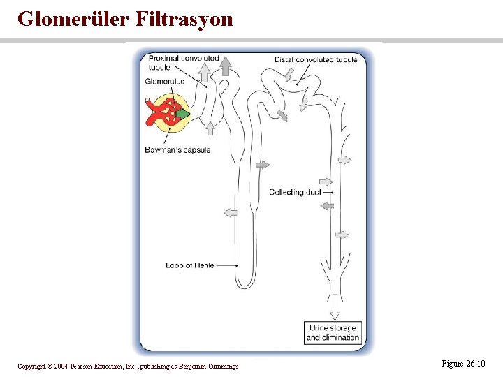 Glomerüler Filtrasyon Copyright © 2004 Pearson Education, Inc. , publishing as Benjamin Cummings Figure