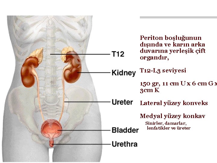 Periton boşluğunun dışında ve karın arka duvarına yerleşik çift organdır, T 12 -L 3