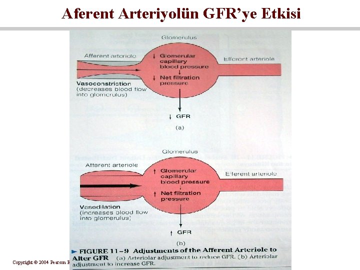 Aferent Arteriyolün GFR’ye Etkisi Copyright © 2004 Pearson Education, Inc. , publishing as Benjamin