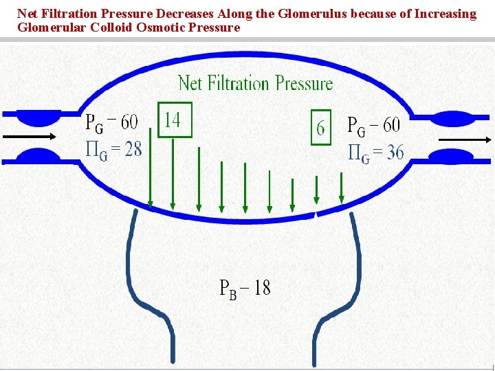 Net Filtration Pressure Decreases Along the Glomerulus because of Increasing Glomerular Colloid Osmotic Pressure