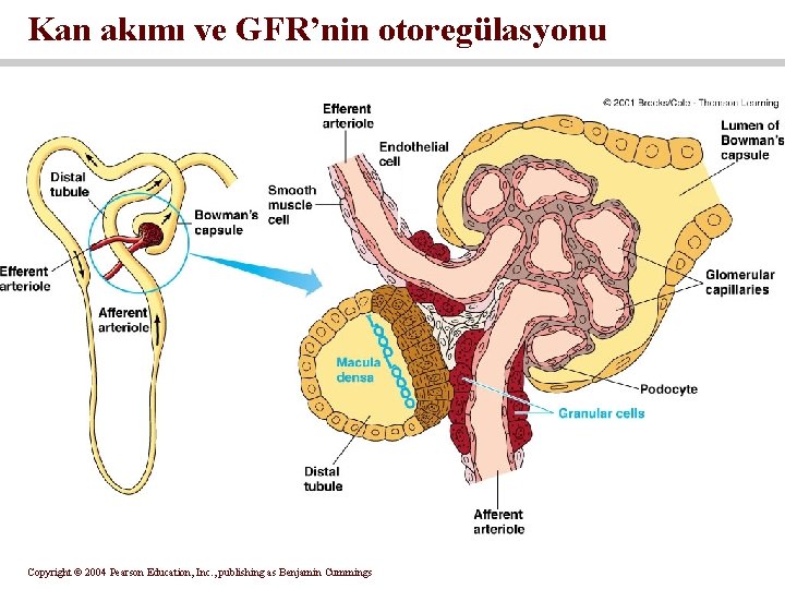 Kan akımı ve GFR’nin otoregülasyonu Copyright © 2004 Pearson Education, Inc. , publishing as