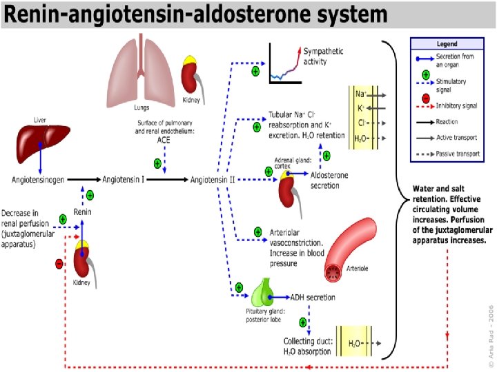 Renin-Anjiyotensin sistemi Copyright © 2004 Pearson Education, Inc. , publishing as Benjamin Cummings 