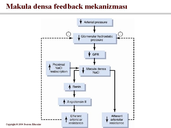 Makula densa feedback mekanizması Copyright © 2004 Pearson Education, Inc. , publishing as Benjamin