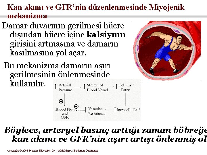 Kan akımı ve GFR’nin düzenlenmesinde Miyojenik mekanizma Damar duvarının gerilmesi hücre dışından hücre içine