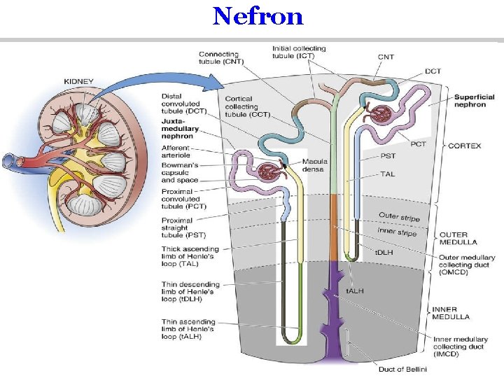 Nefron Copyright © 2004 Pearson Education, Inc. , publishing as Benjamin Cummings 