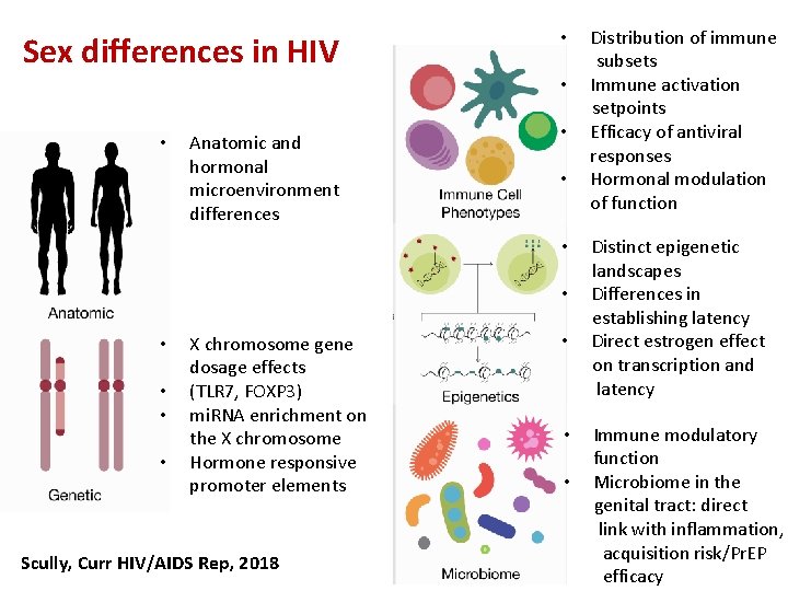 Sex differences in HIV • • • Anatomic and hormonal microenvironment differences • •