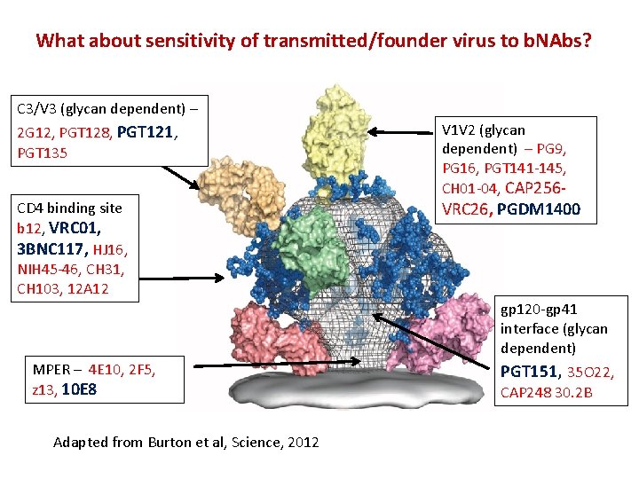What about sensitivity of transmitted/founder virus to b. NAbs? C 3/V 3 (glycan dependent)