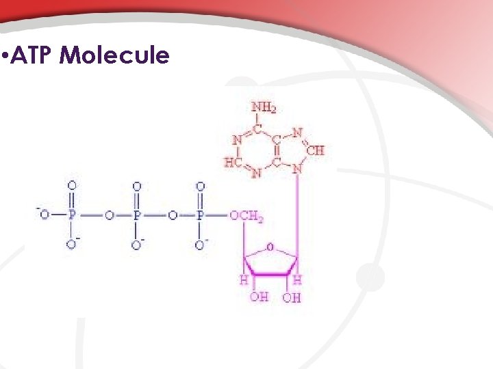  • ATP Molecule 