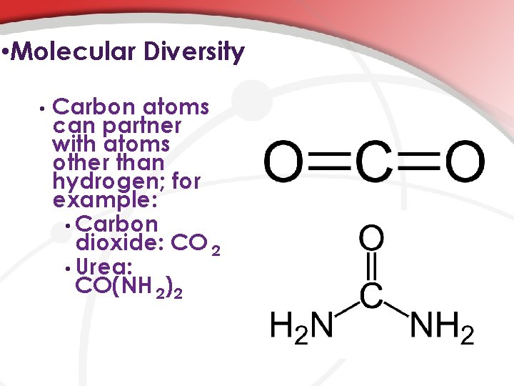  • Molecular Diversity • Carbon atoms can partner with atoms other than hydrogen;