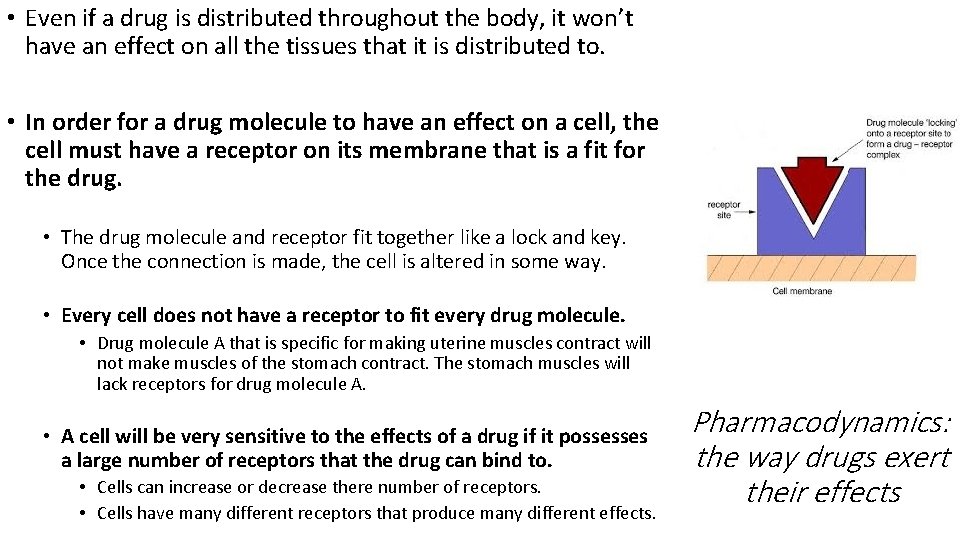  • Even if a drug is distributed throughout the body, it won’t have