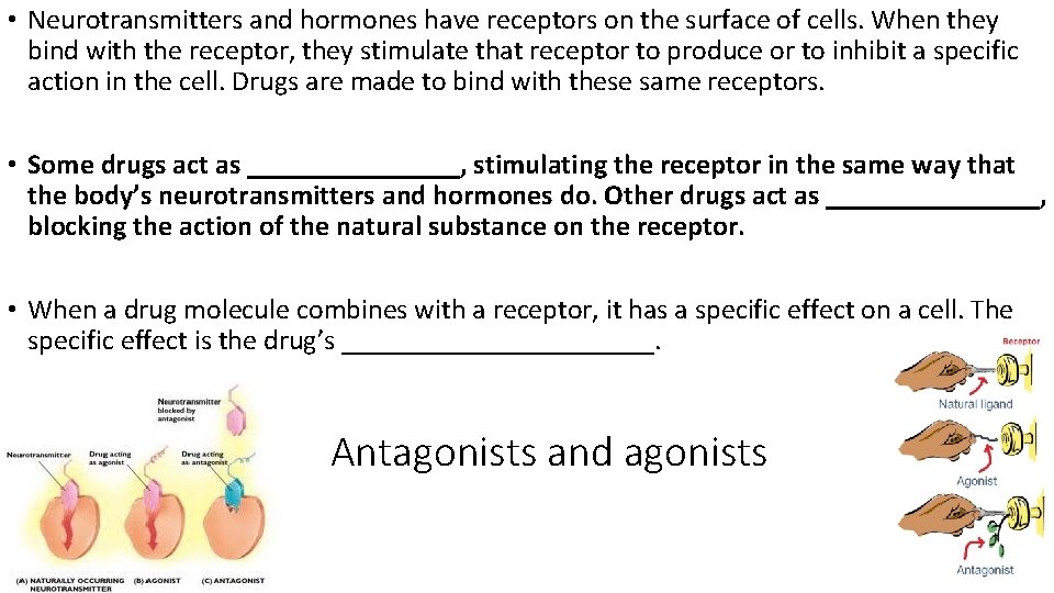  • Neurotransmitters and hormones have receptors on the surface of cells. When they