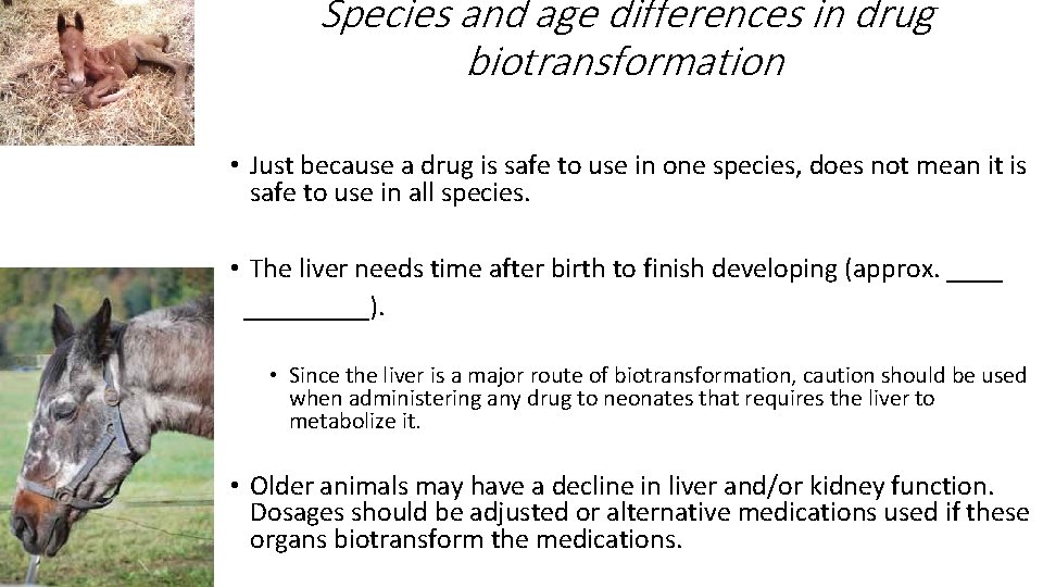 Species and age differences in drug biotransformation • Just because a drug is safe