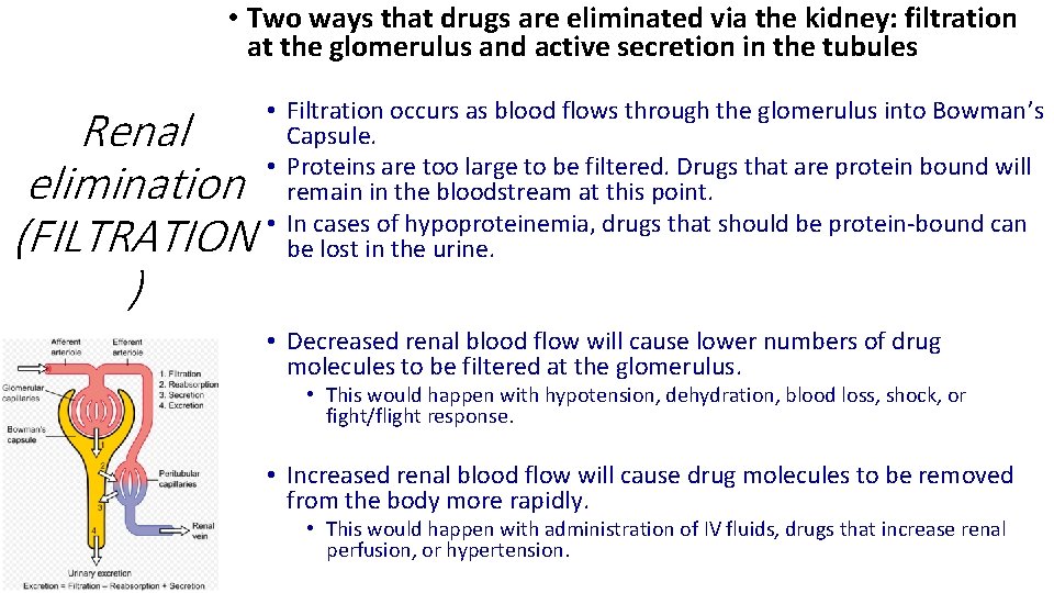  • Two ways that drugs are eliminated via the kidney: filtration at the