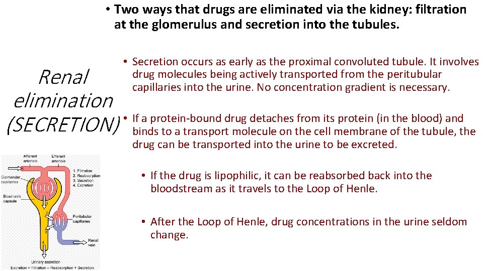  • Two ways that drugs are eliminated via the kidney: filtration at the