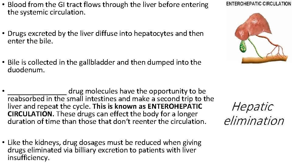  • Blood from the GI tract flows through the liver before entering the