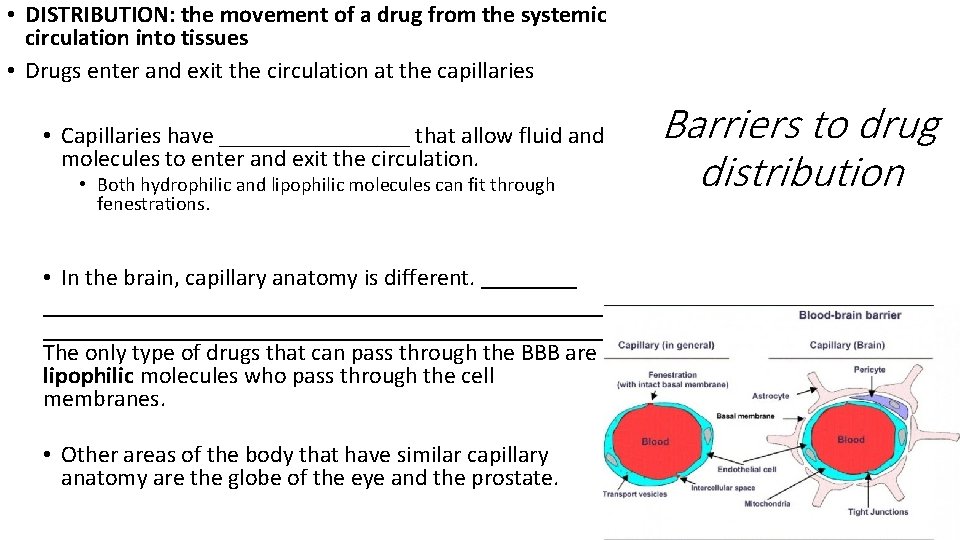  • DISTRIBUTION: the movement of a drug from the systemic circulation into tissues