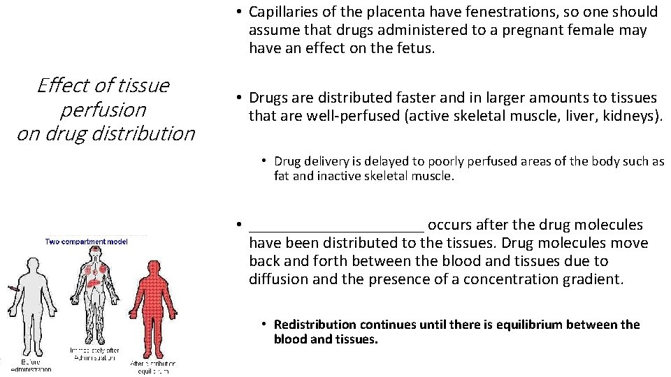  • Capillaries of the placenta have fenestrations, so one should assume that drugs