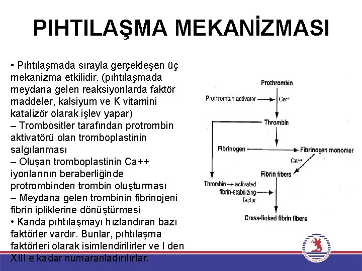 PIHTILAŞMA MEKANİZMASI • Pıhtılaşmada sırayla gerçekleşen üç mekanizma etkilidir. (pıhtılaşmada meydana gelen reaksiyonlarda faktör