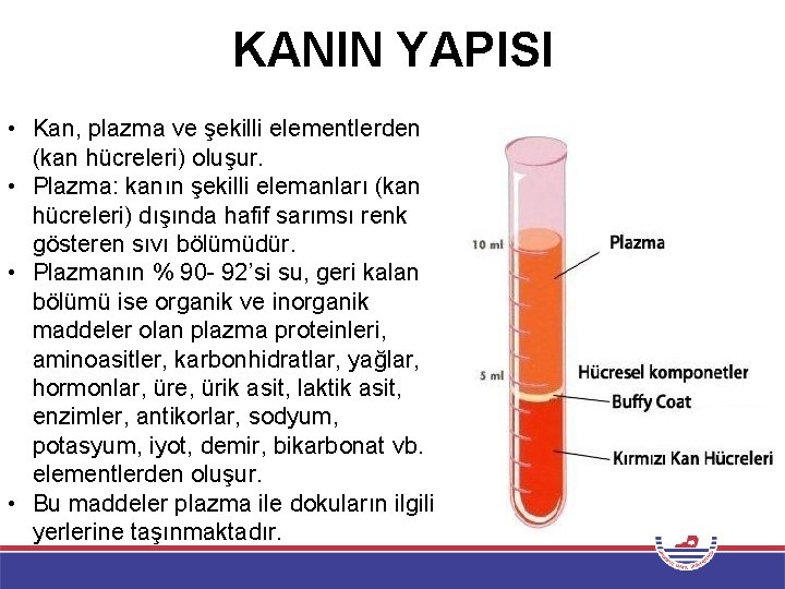 KANIN YAPISI • Kan, plazma ve şekilli elementlerden (kan hücreleri) oluşur. • Plazma: kanın
