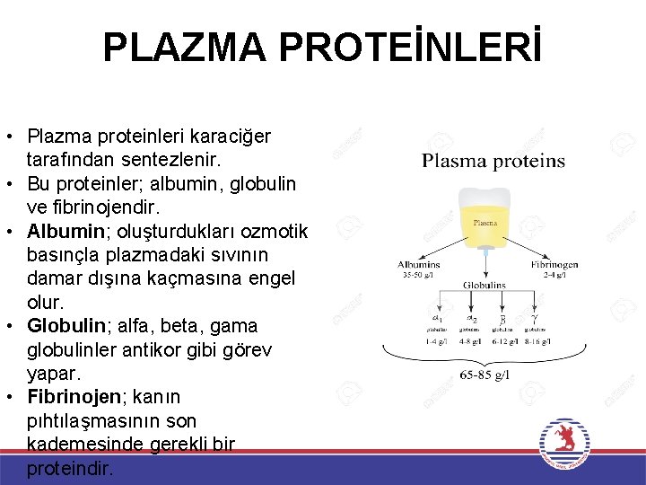 PLAZMA PROTEİNLERİ • Plazma proteinleri karaciğer tarafından sentezlenir. • Bu proteinler; albumin, globulin ve
