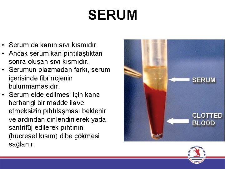SERUM • Serum da kanın sıvı kısmıdır. • Ancak serum kan pıhtılaştıktan sonra oluşan