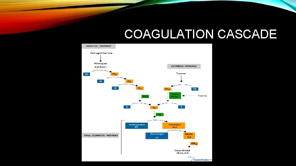 COAGULATION CASCADE 